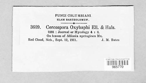 Pseudocercospora oxybaphi image